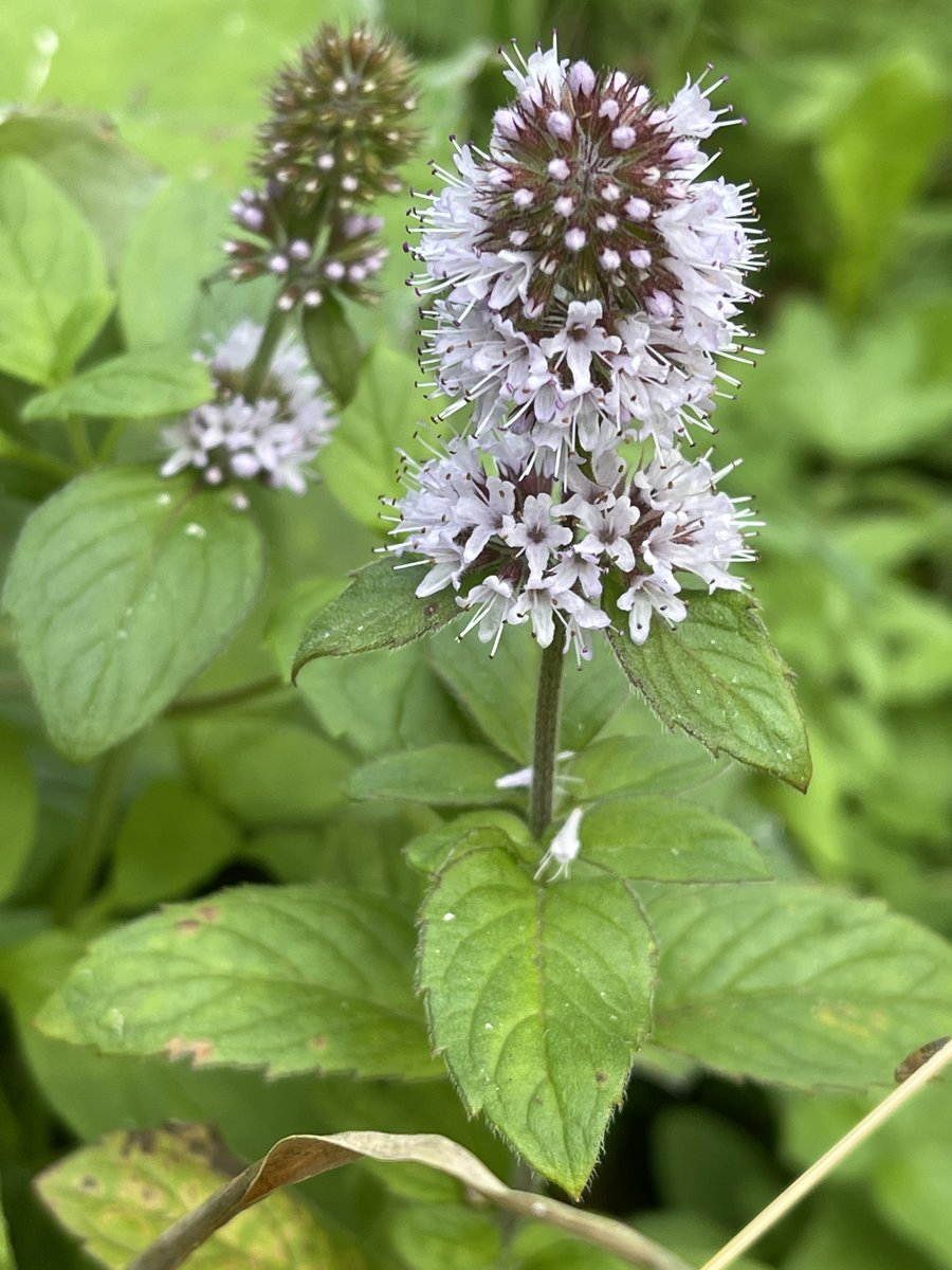 #wildflowerhour  Water mint - Rothbury #northumberland