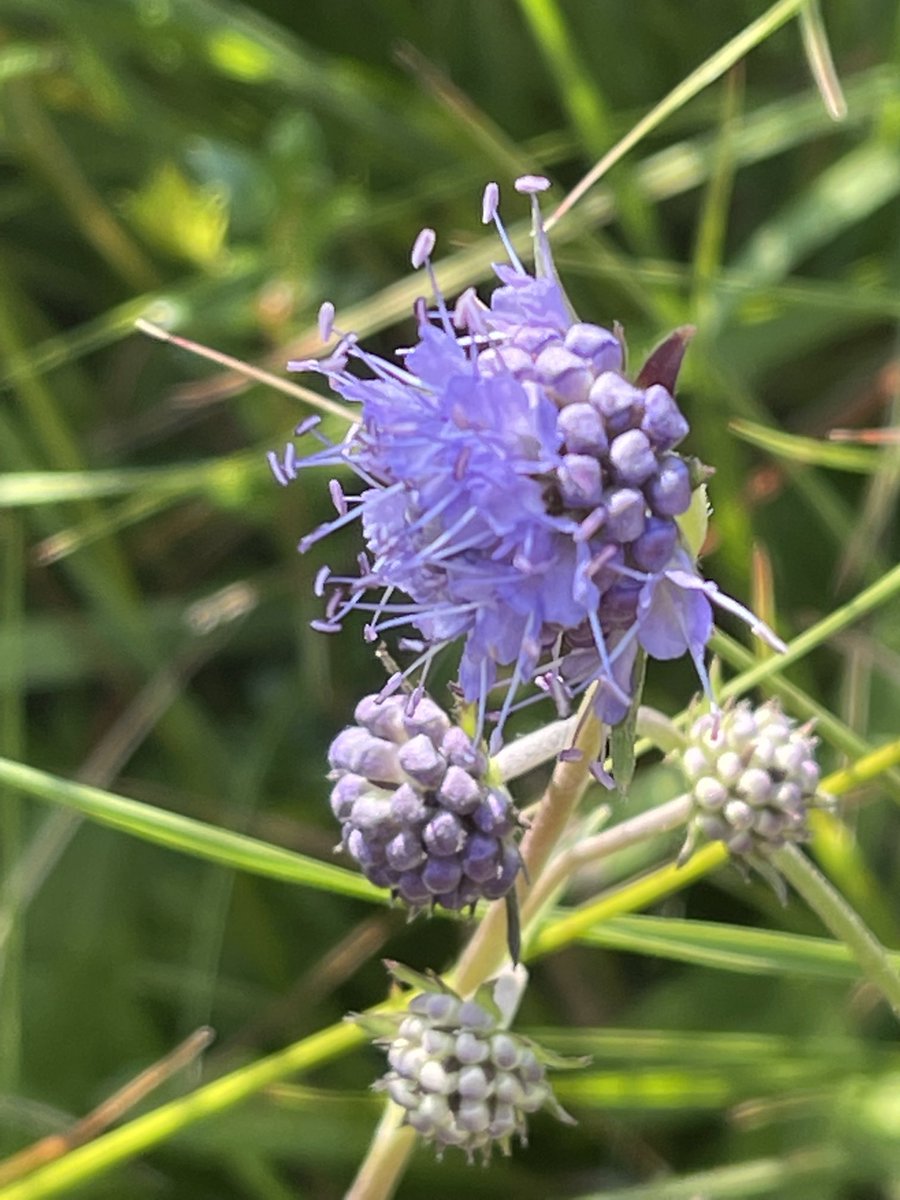 #wildflowerhour Devils’s-bit scabious #rothbury