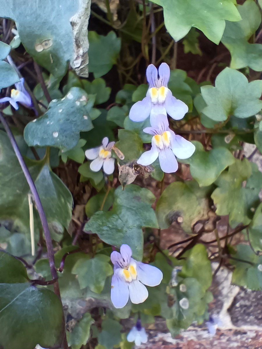 DenbyFG's tweet photo. Ivy leaved toadflax #wallflower growing in abundance along the walls around St Mary's churchyard in #Denby #Wildflowerhour https://t.co/GnU5tnsts0