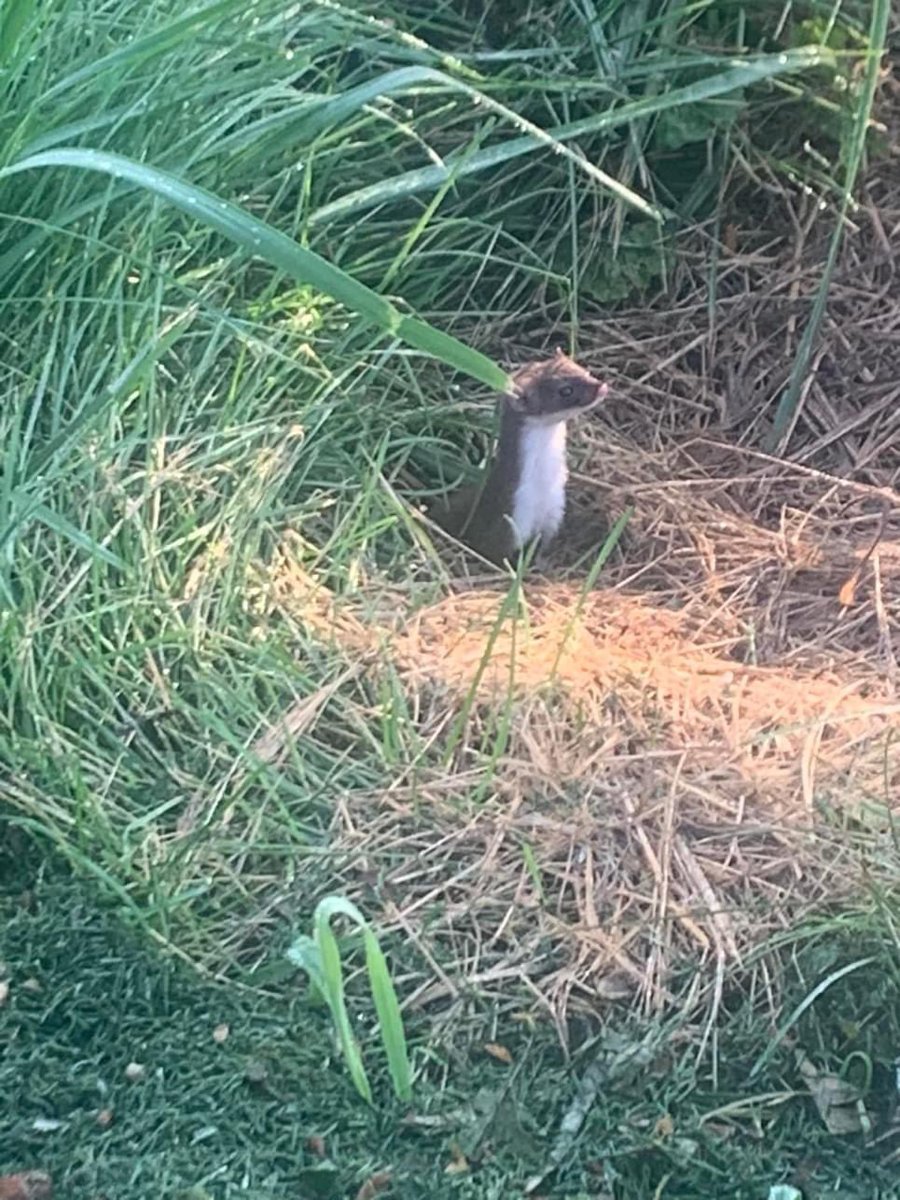 Our wild flower naturalized areas are doing very well with lots of life. <a href="/GolfNorthToday/">GolfNorth Properties</a>