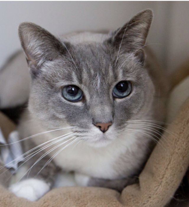 OldhamHumane's tweet image. Why is this beautiful girl not adopted? We are mystified. She's sweet and playful and just the right amount of Cattitude. We love her, but she can't stay here in our store room forever. She needs to be an only cat. humanesocietyoldhamcounty.com/adopt