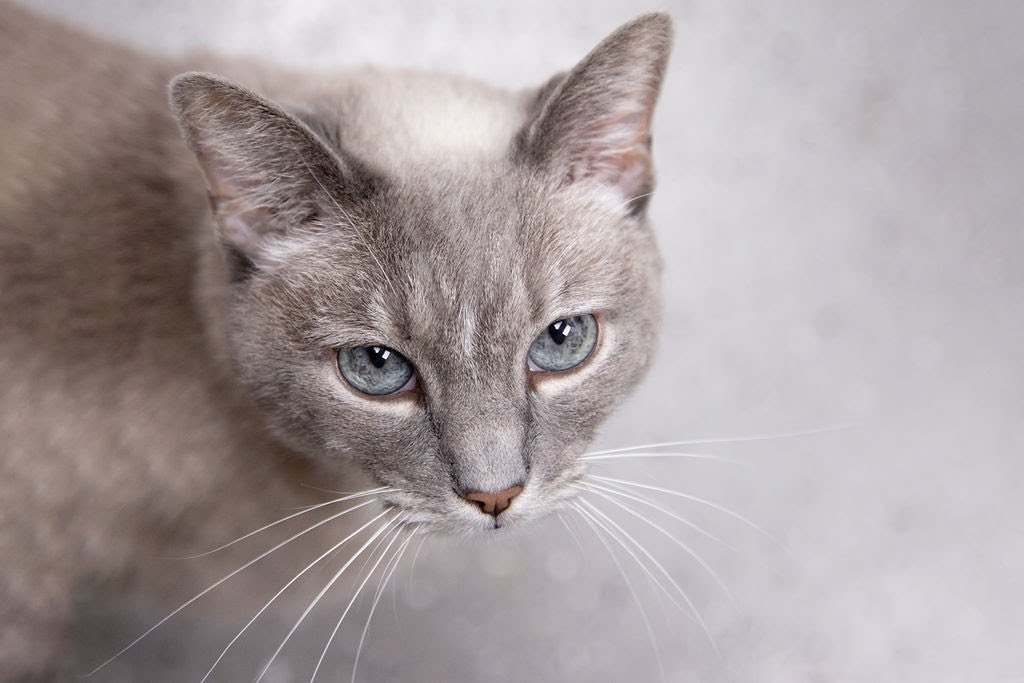 OldhamHumane's tweet image. Why is this beautiful girl not adopted? We are mystified. She's sweet and playful and just the right amount of Cattitude. We love her, but she can't stay here in our store room forever. She needs to be an only cat. humanesocietyoldhamcounty.com/adopt
