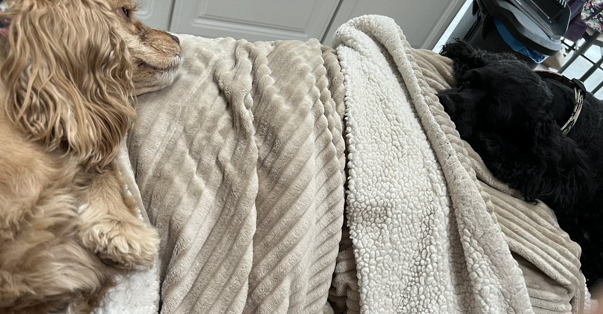 LadybugBarkAlot's tweet image. Hoo feeling vv poorly this weekend. Something flew, but we haven’t seen any birbs or bugs. 🤷‍♀️ Nurses 🍁 &amp;amp; ❄️ keeping her company on the sofa. Sadly she’s lost appetite so fewer snackies for us. This stinks