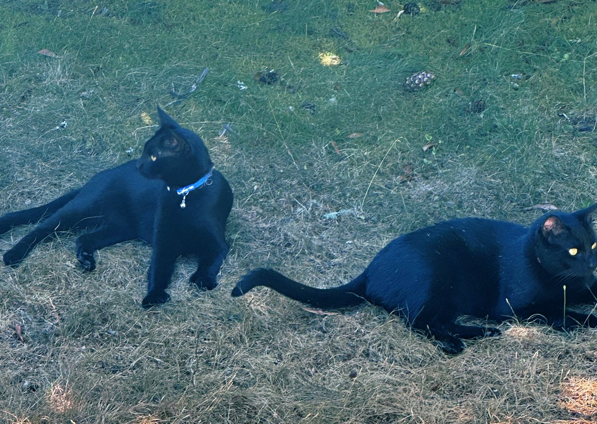 Hanging out together…us bros be happy! 🌿🐈‍⬛🐾🐈‍⬛🌿   #CatsOfTwitter #Hedgewatch #CatsLover #CatsAreFamily