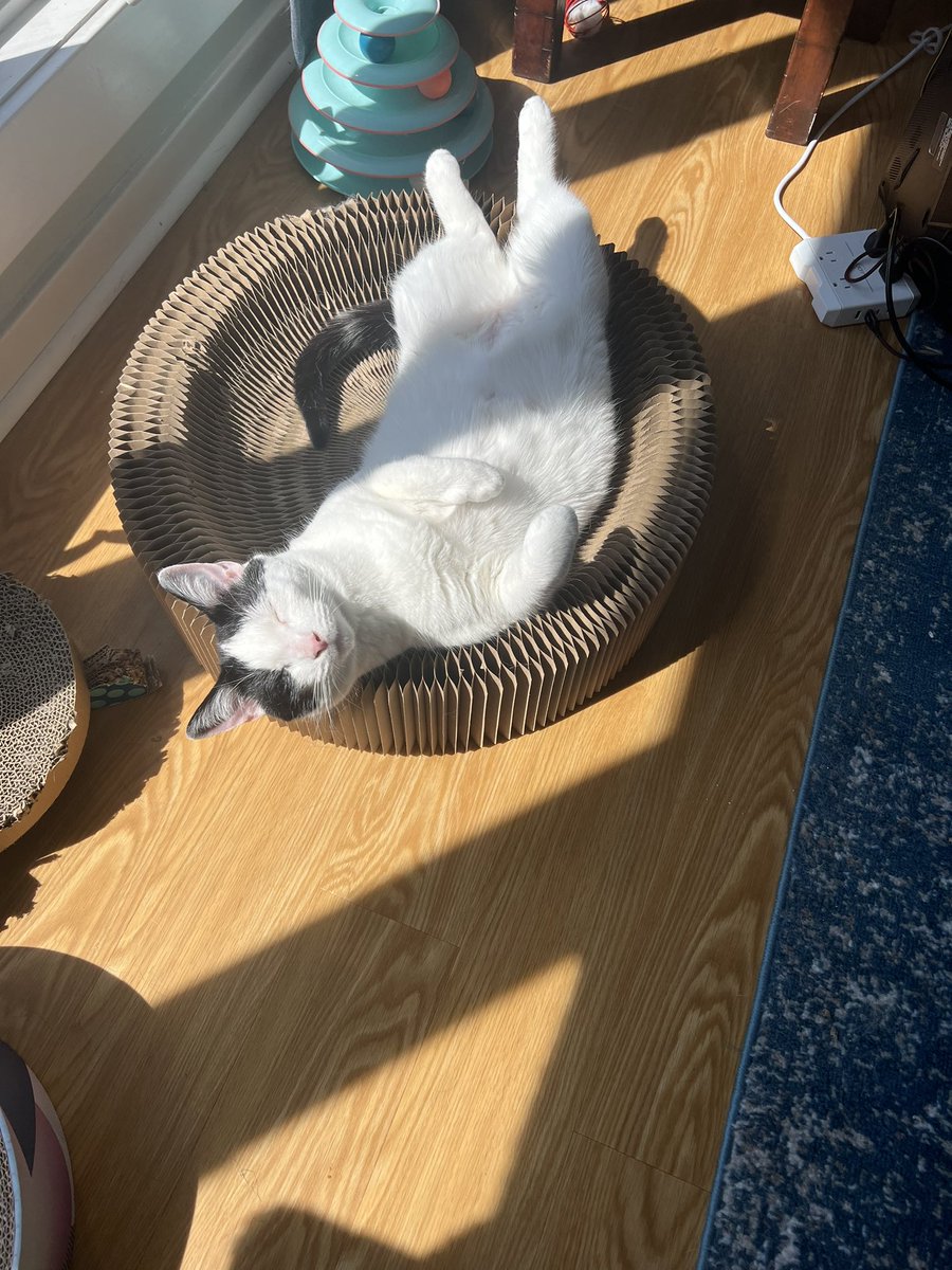 Peitr, recuperating after a night of the zoomies. 
#CatsOfTwitter #zoomies