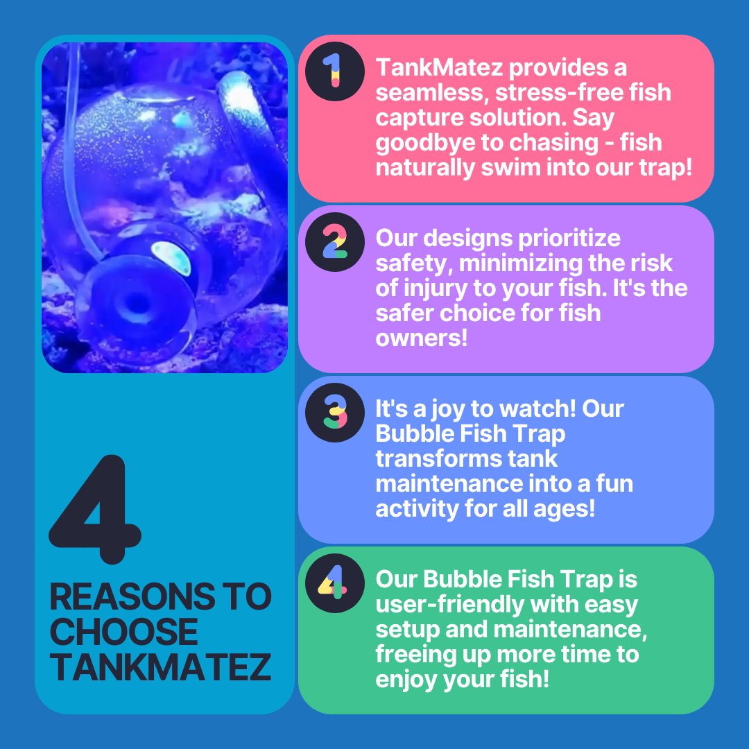 tankmatez's tweet photo. The TankMatez Bubble Fish Trap outshines traditional fish nets in several aspects. Let's dive into four key advantages. #TankMatez #BubbleFishTrap #FishTrap #AquariumFishTrap #Fishkeeping #Aquarium #FishTank #FishLovers #FishCommunity #FishTrapping #FishKeepers #FishTankTraps https://t.co/VEucJXcnlC
