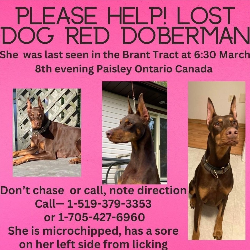 HPS has received a request to watch for this missing red Doberman. She went missing from the Brant Tract on March 8th, but the owner has since learned she could be in Hanover or the surrounding area. Please help reunite her with her family. Any information call the numbers below.