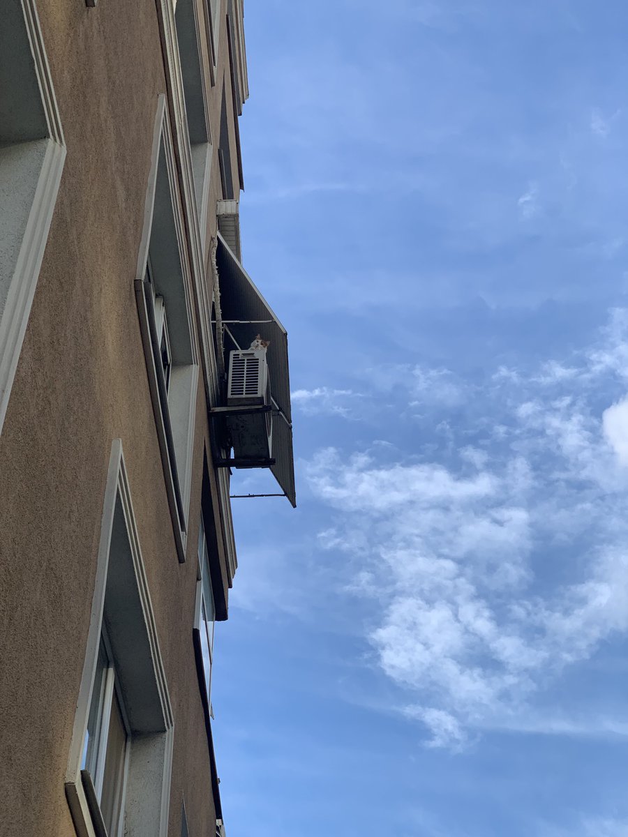 Fotoğraftaki kediyi bulursunuz..🤔😜