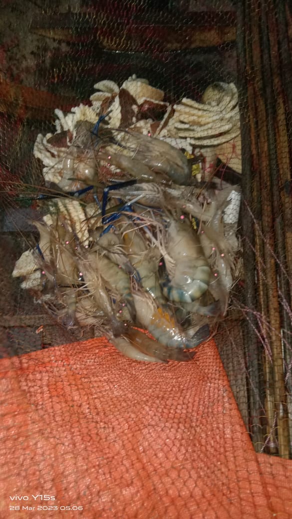 BudiantoSpi's tweet photo. Minggu (03/09/23), Budianto, Luhkan Indragiri Hilir, di KUB Belat Pantai Kel. Sei. Perak,  Melaporkan tangkapan, Udang Galah dgn alat tangkap Hampang / Belat Pantai sbnyk 5,5 kg harga Rp. 95.000/kg
#GiatLuhkanSatminkalMedan #Inhil #Tangkap
@bppsdm_bp3medan
@puslatluhkp
@bppsdm_kp https://t.co/zoW1QNRPNl