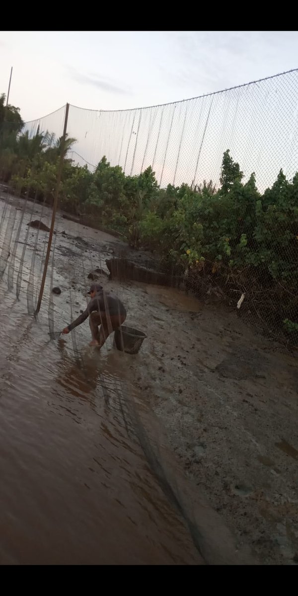 BudiantoSpi's tweet photo. Minggu (03/09/23), Budianto, Luhkan Indragiri Hilir, di KUB Belat Pantai Kel. Sei. Perak,  Melaporkan tangkapan, Udang Galah dgn alat tangkap Hampang / Belat Pantai sbnyk 5,5 kg harga Rp. 95.000/kg
#GiatLuhkanSatminkalMedan #Inhil #Tangkap
@bppsdm_bp3medan
@puslatluhkp
@bppsdm_kp https://t.co/zoW1QNRPNl