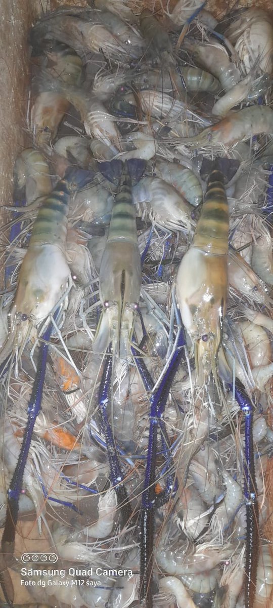 BudiantoSpi's tweet photo. Minggu (03/09/23), Budianto, Luhkan Indragiri Hilir, di KUB Belat Pantai Kel. Sei. Perak,  Melaporkan tangkapan, Udang Galah dgn alat tangkap Hampang / Belat Pantai sbnyk 5,5 kg harga Rp. 95.000/kg
#GiatLuhkanSatminkalMedan #Inhil #Tangkap
@bppsdm_bp3medan
@puslatluhkp
@bppsdm_kp https://t.co/zoW1QNRPNl