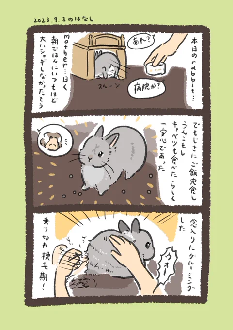 毛は抜けても気は抜けない#うさぎのいる生活 