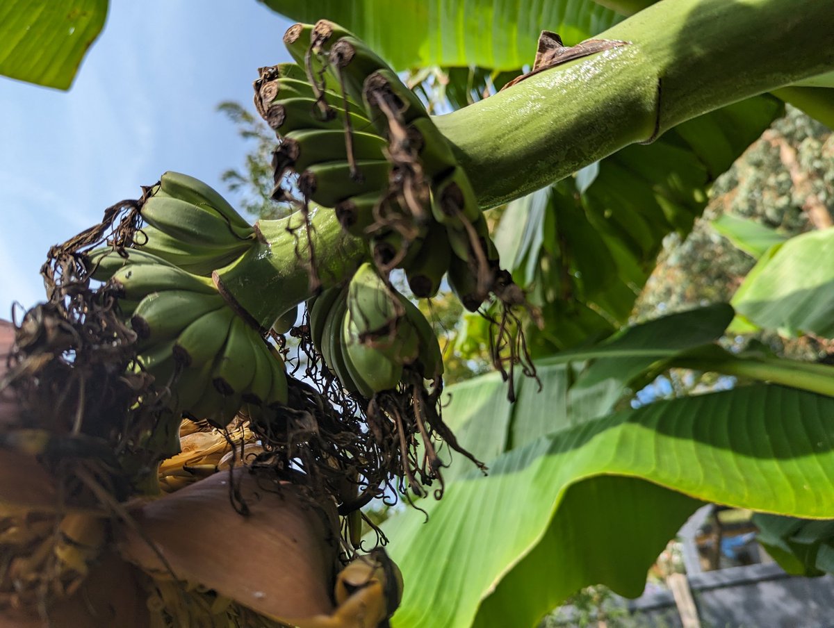 Salsy2022's tweet photo. It's even more tropical in Lichfield this weekend. #bananaman #Lichfield #musabasjoo #tropical #lichfieldbananas #bananas https://t.co/IVVsoheXSL