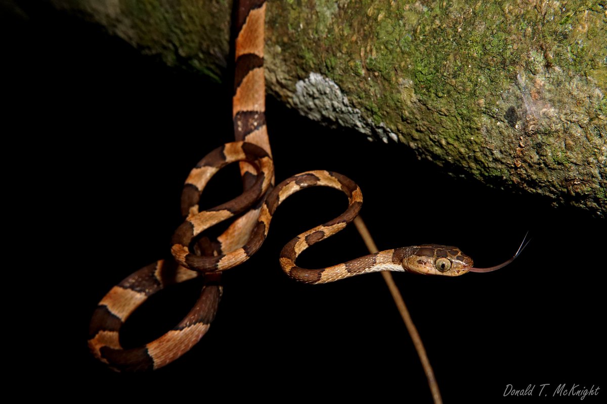 SFS_Belize's tweet photo. Blunt-headed #snakes have huge eyes and the spindliest little necks you've ever seen. We often find them handing in vines and low bushes. #Reptiles #Belize #WildlifePhotography #SaveSnakes #SnakesAreFriends https://t.co/fSe0PSJIdJ