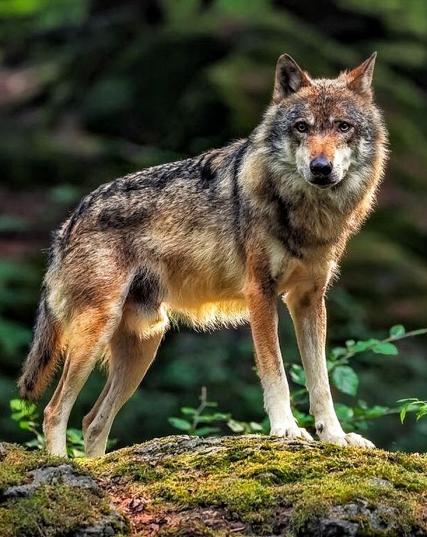 Wolf.
