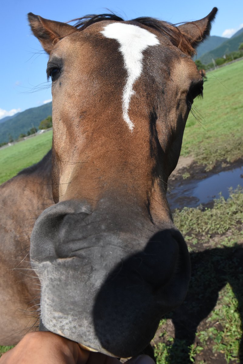 Shark_Tehm1975's tweet image. ホントにこの仔はめんこい。
みんなに可愛がって貰える競走馬になって欲しいです。

#鮫川啓一牧場
#キタサンブラック産駒
#チャームクォーク