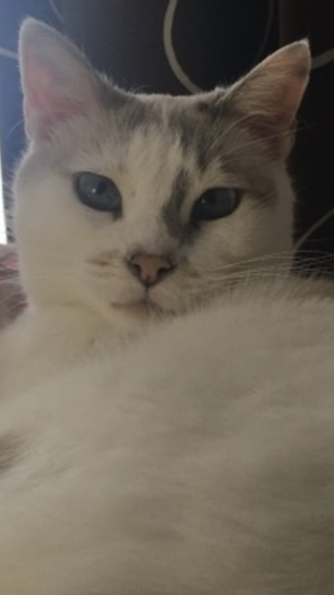 zenhamdu's tweet image. Punky says Good Meowning ! 
🥱🤍☕️🐾🥰🤗

#CatsAreFamily #CatsOfTwitter #Punky