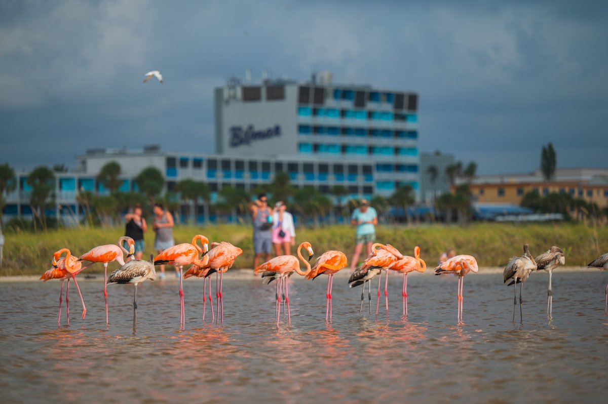 Visit St. Pete-Clearwater tweet media