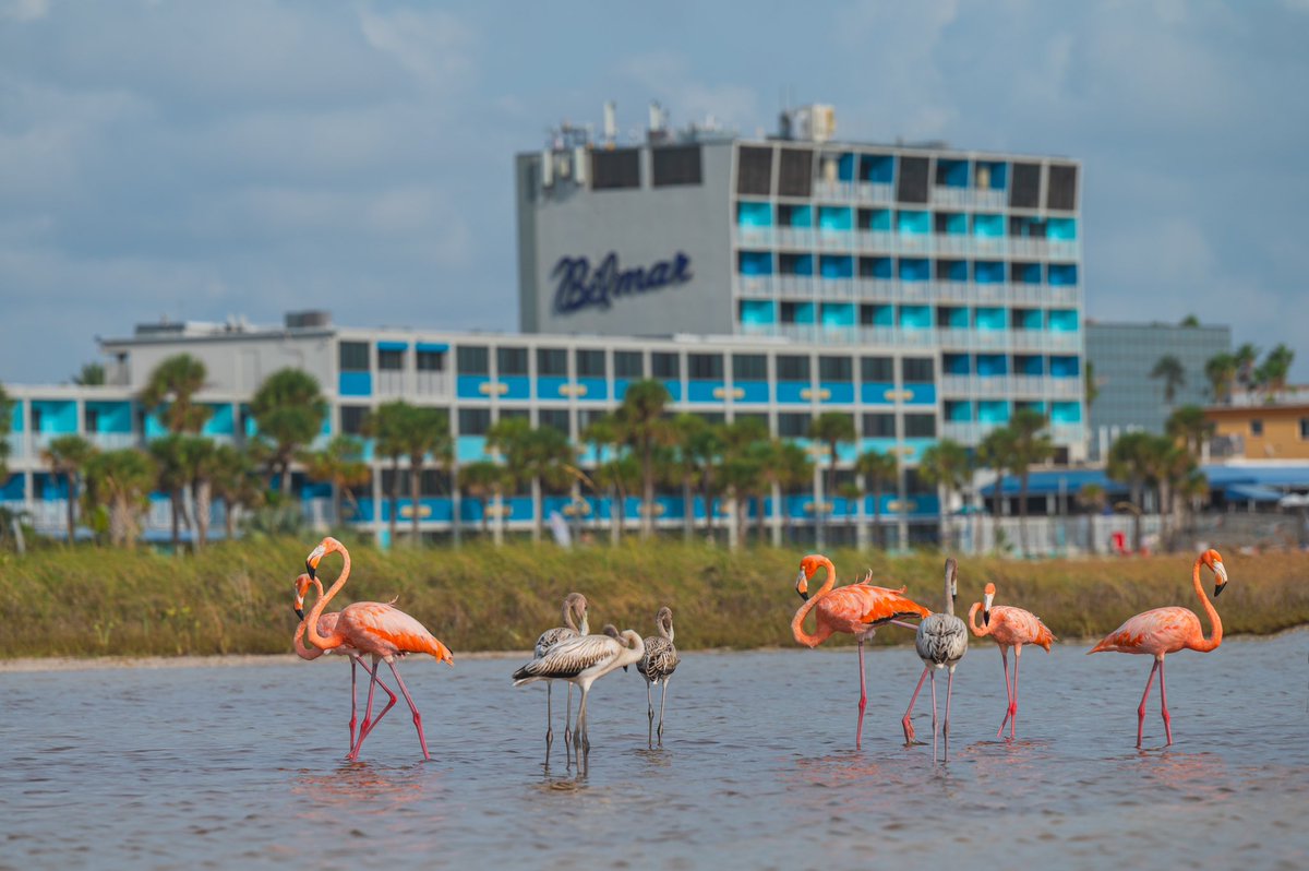 Visit St. Pete-Clearwater tweet media