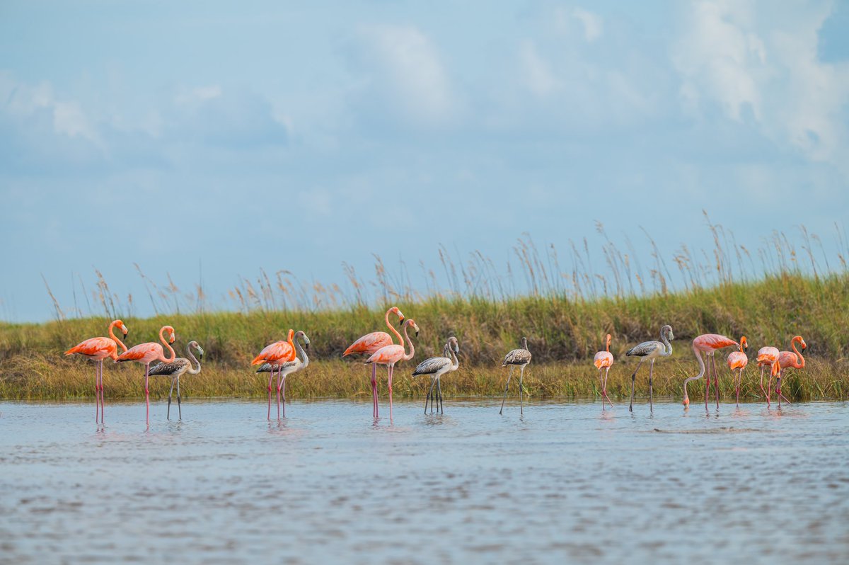 Visit St. Pete-Clearwater tweet media