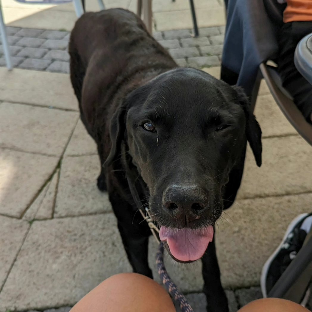 DBuxton78's tweet photo. A lovely walk today with my babies. Jakey did so well for being nearly 14! https://t.co/J4H8WFTzd1