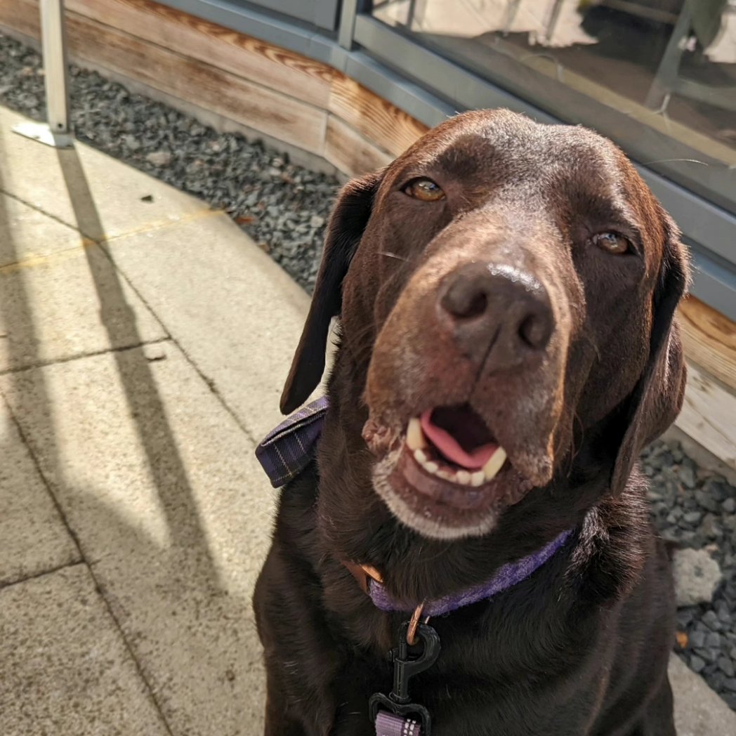 DBuxton78's tweet photo. A lovely walk today with my babies. Jakey did so well for being nearly 14! https://t.co/J4H8WFTzd1