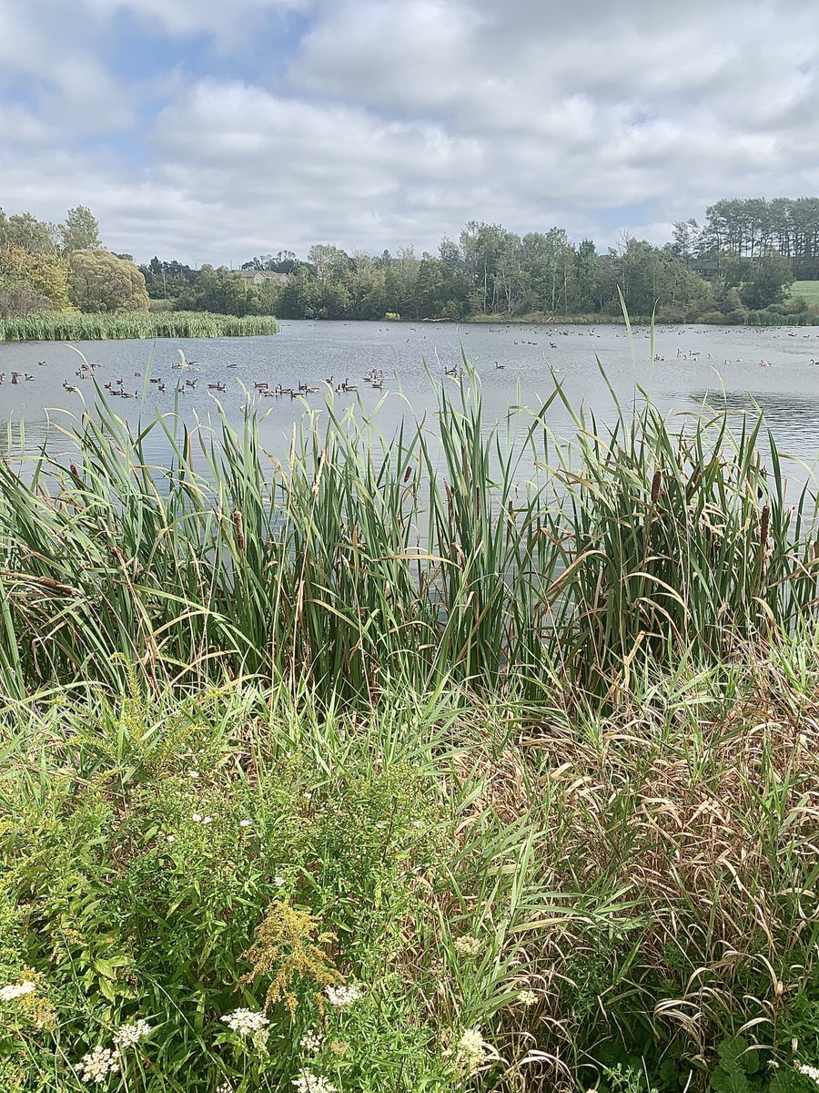 The beauty of Hyde Pond the ducks and greenery all present a real life natural scene of fall approaching !