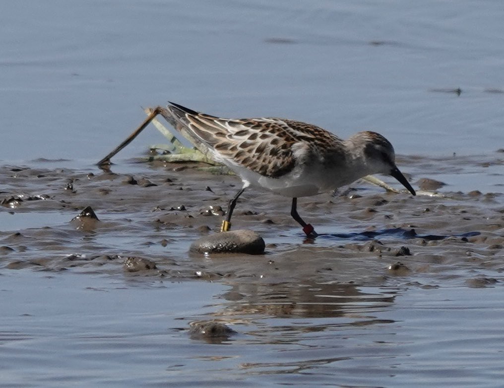 PastaMark's tweet photo. This Juvenile Little Stint, photographed yesterday  @RSPBFrampton was ringed (MJ6) on August 16th 1123km away in Makkevika (62*30'29''N-006*01'37''E) (Giske Ornithological Station), Giske, Norway. First reported from Frampton on the 31 August. https://t.co/73VyBUR40A
