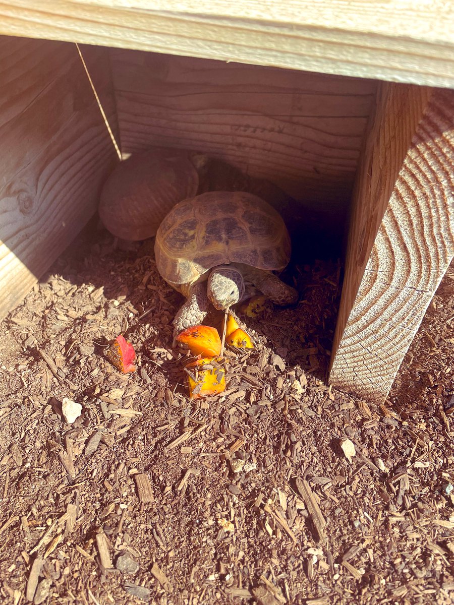 The Boys love peaches 
#desertboxturtle #russiantortoise