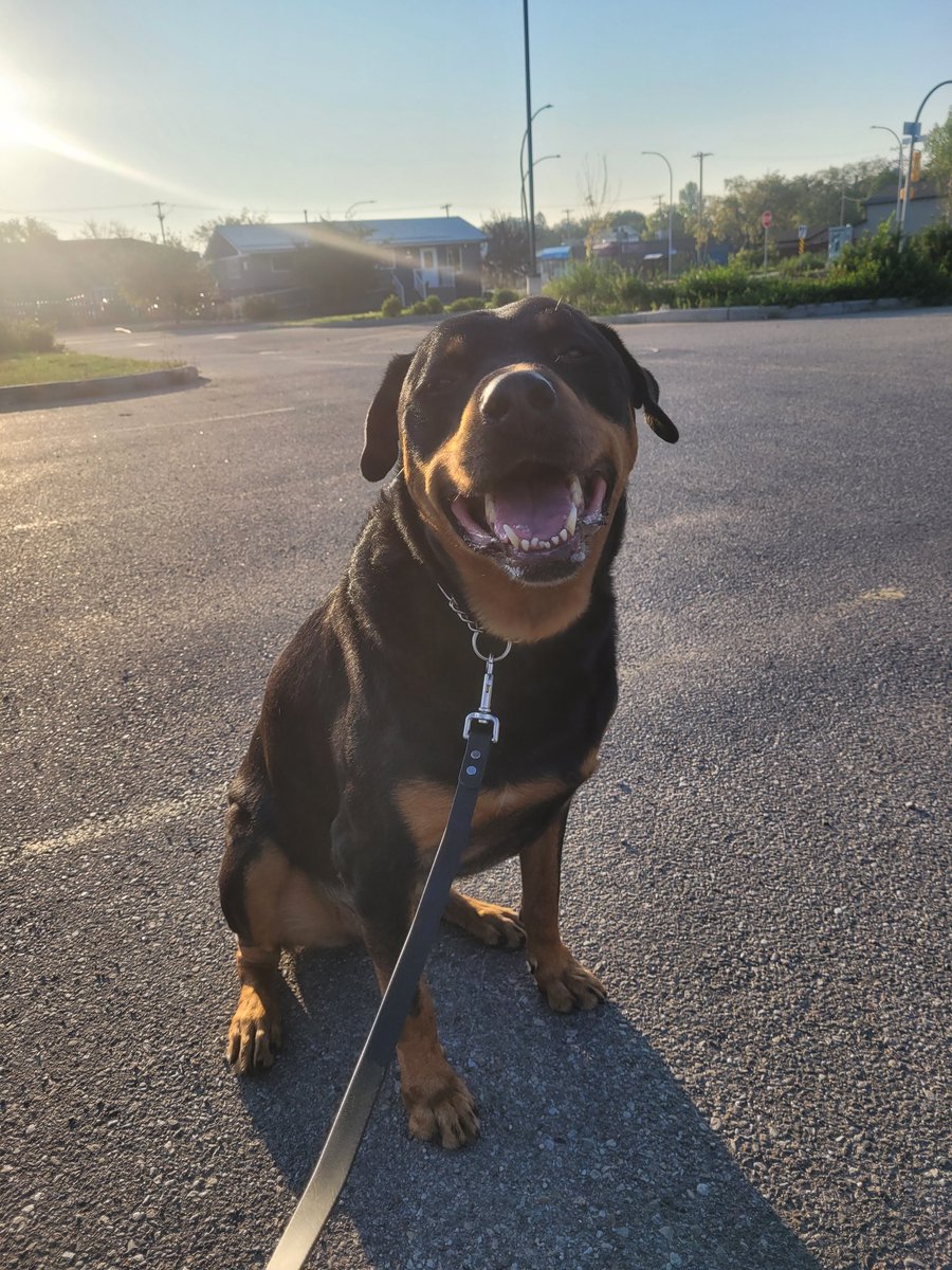 Today's #Weatherdog Report is canceled due to more important stuff. Like having to be a Rockstar in the Rally Obedience ring. And eating all the treats. And being the bestest boy I possibly can. Besides, it's a great day to be a dog no matter what the weather is!