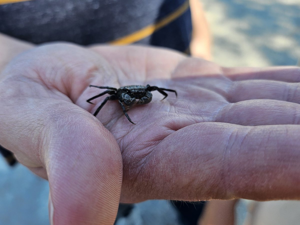 MrsCanPirate's tweet photo. We made a new friend this morning! https://t.co/AyKn7HLhd9
