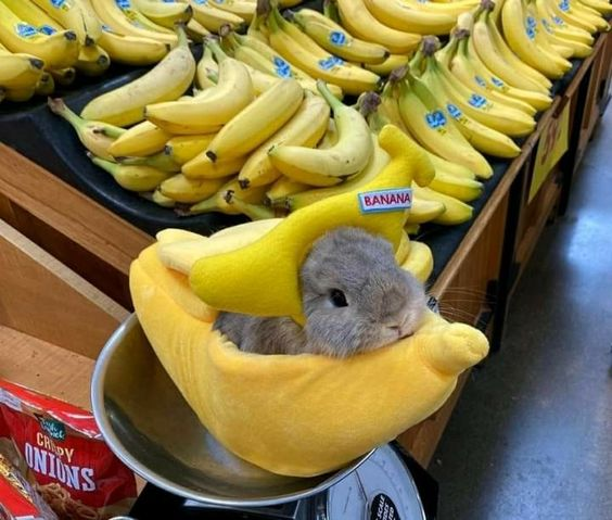 Bunnies (@rabbiteveryhour) on Twitter photo 