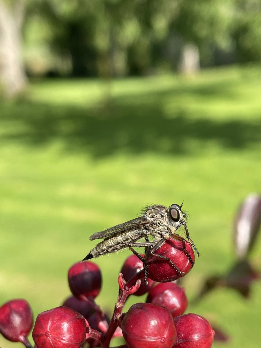 frdvil's tweet image. Female (?) #Eutolmus rufibarbis aka  golden-tabbed robber-fly I think 
(resting on my Crape Myrtle)
 #robberfly #asilidae