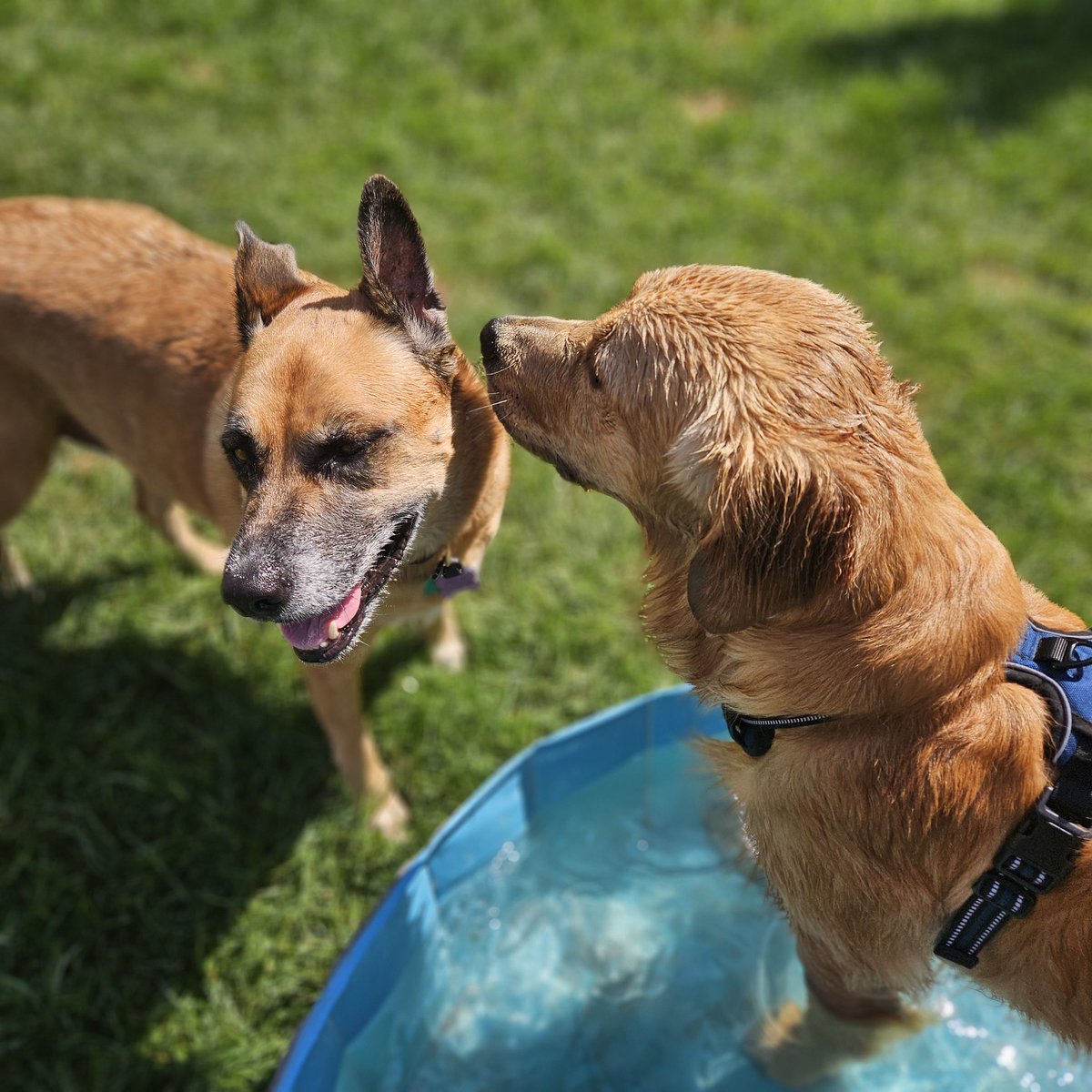 FreyasMuttHut's tweet photo. Pool pawty time wif Brady! It's going to be a scorcher the next few days so I see lots of pool pawtys in my future 🔮🐶
#sundayvibes #LaborDayWeekend #dogsofx #poolpawty https://t.co/CX2Ek74GRe