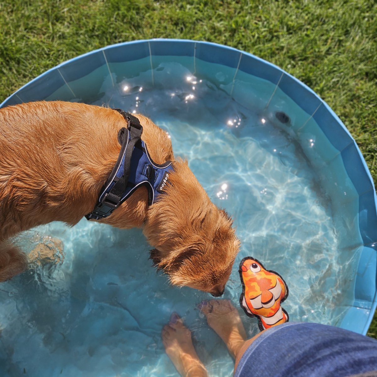 FreyasMuttHut's tweet photo. Pool pawty time wif Brady! It's going to be a scorcher the next few days so I see lots of pool pawtys in my future 🔮🐶
#sundayvibes #LaborDayWeekend #dogsofx #poolpawty https://t.co/CX2Ek74GRe