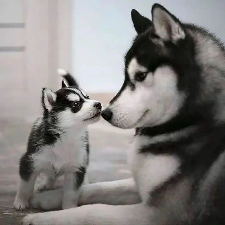 Mother ♥️
#husky #huskytwitter #dog