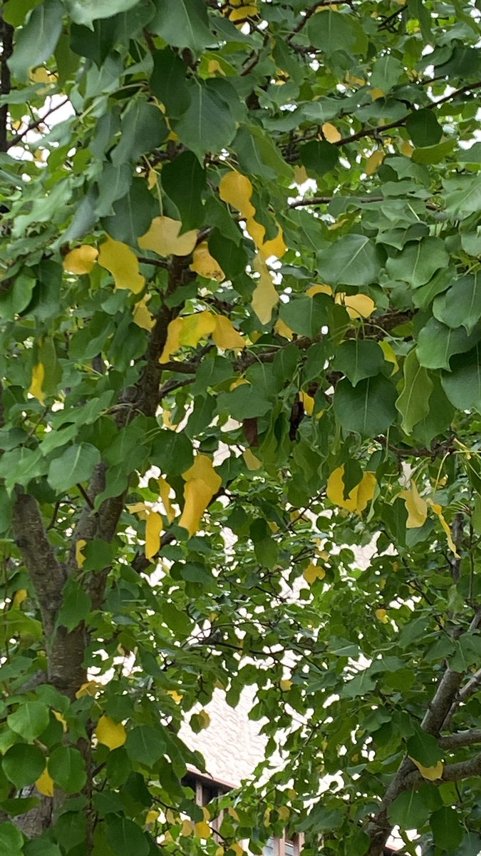 arllennium's tweet photo. #Ahhhhh! #signsoffall #yeg @scimann https://t.co/k0ZfCWovNu