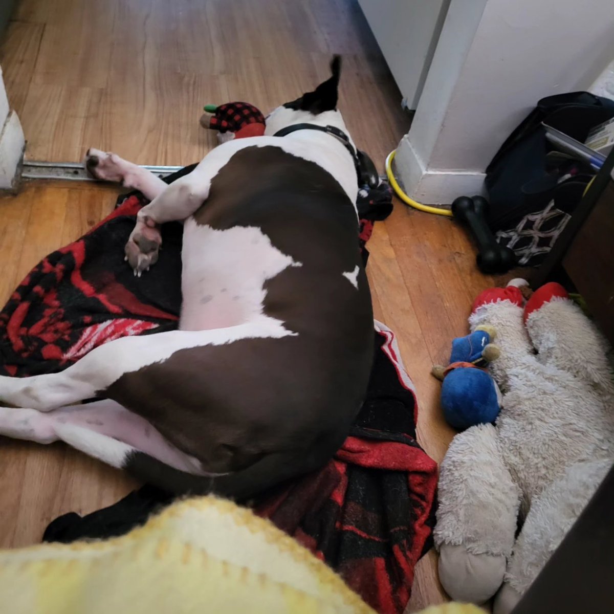 DiceDragonGames's tweet photo. Walk 🚶♀️ 🐕 done for today. Did 2.07 miles today and @arrowsapittypup is a Sleepy 😴 puppy 🐶 .
Tomorrow we will pick another part of the trail.
#notgamerelated #puppywalks #pittymommy💕🐾 #pittymix #pitbullscomeinmanybreeds #pitbulllove https://t.co/HdsnzmQM4X