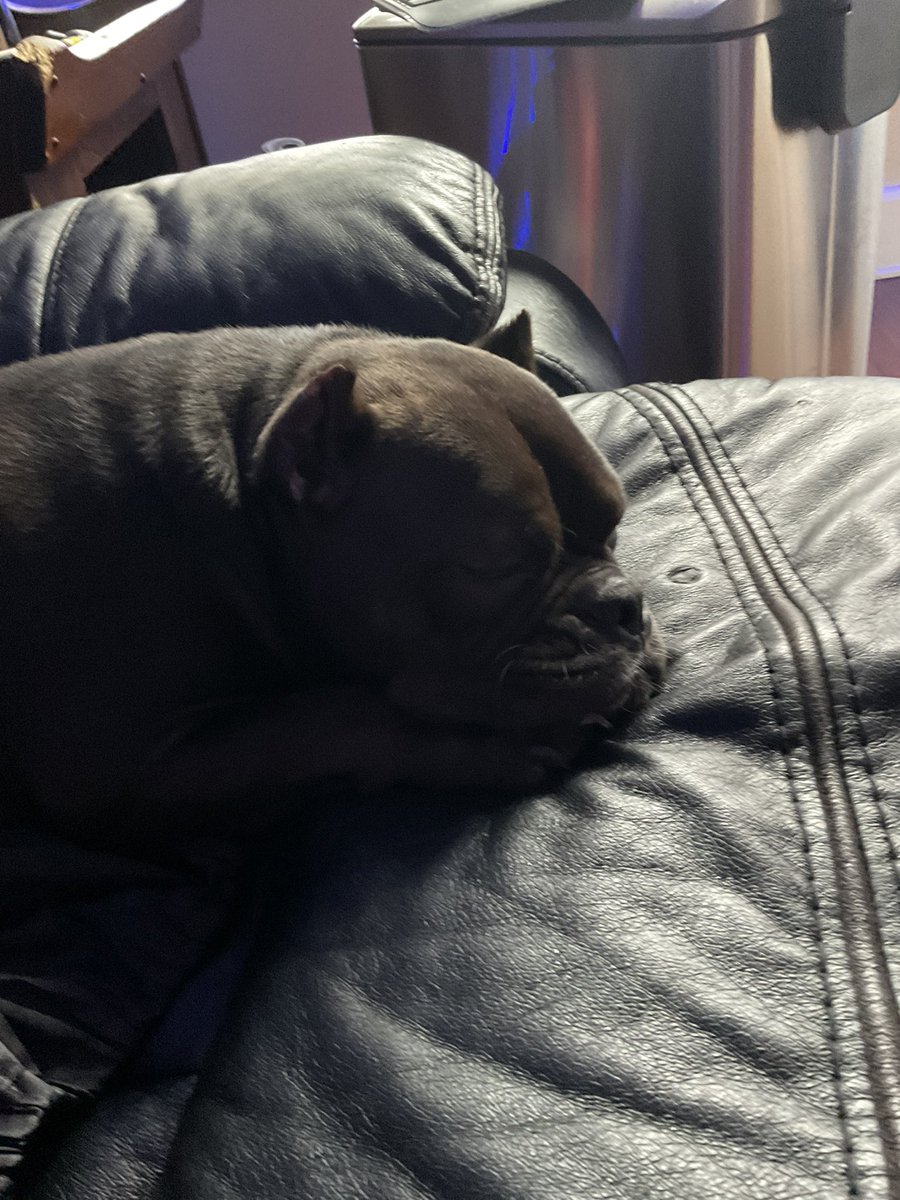 THollie22's tweet photo. @AchyBreakyShaky I wouldn’t listen.. Gracie sleeps on that couch https://t.co/cvqlBtmnFm