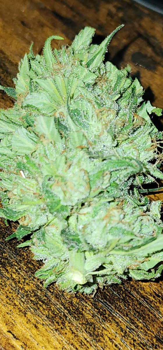 leafroe's tweet photo. Soooo...#LEAFGROES
#JediKush
Bitches! https://t.co/LnvzH21Nxp