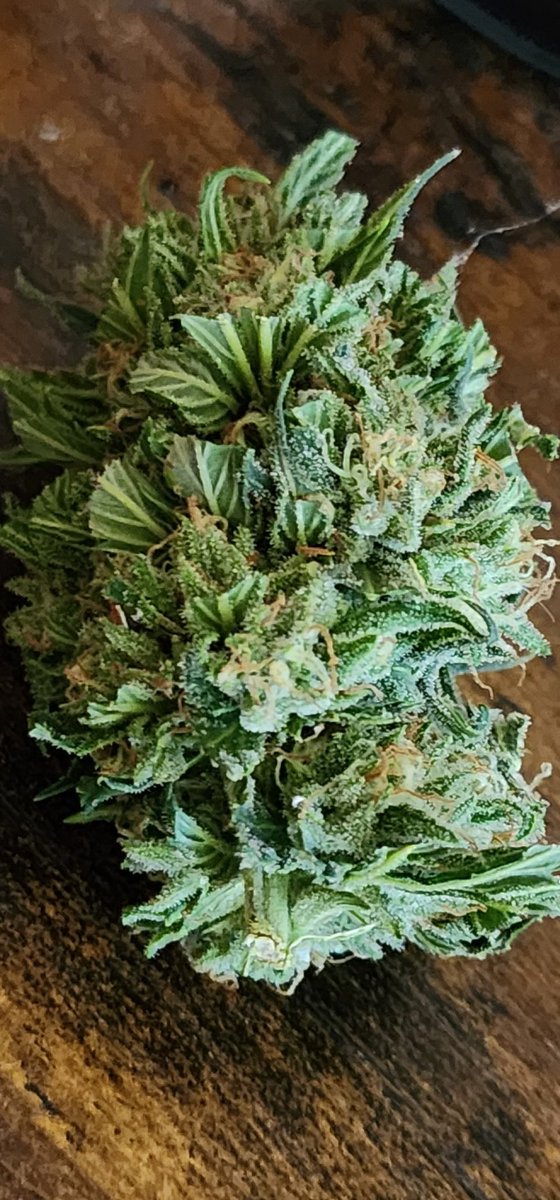 leafroe's tweet photo. Soooo...#LEAFGROES
#JediKush
Bitches! https://t.co/LnvzH21Nxp