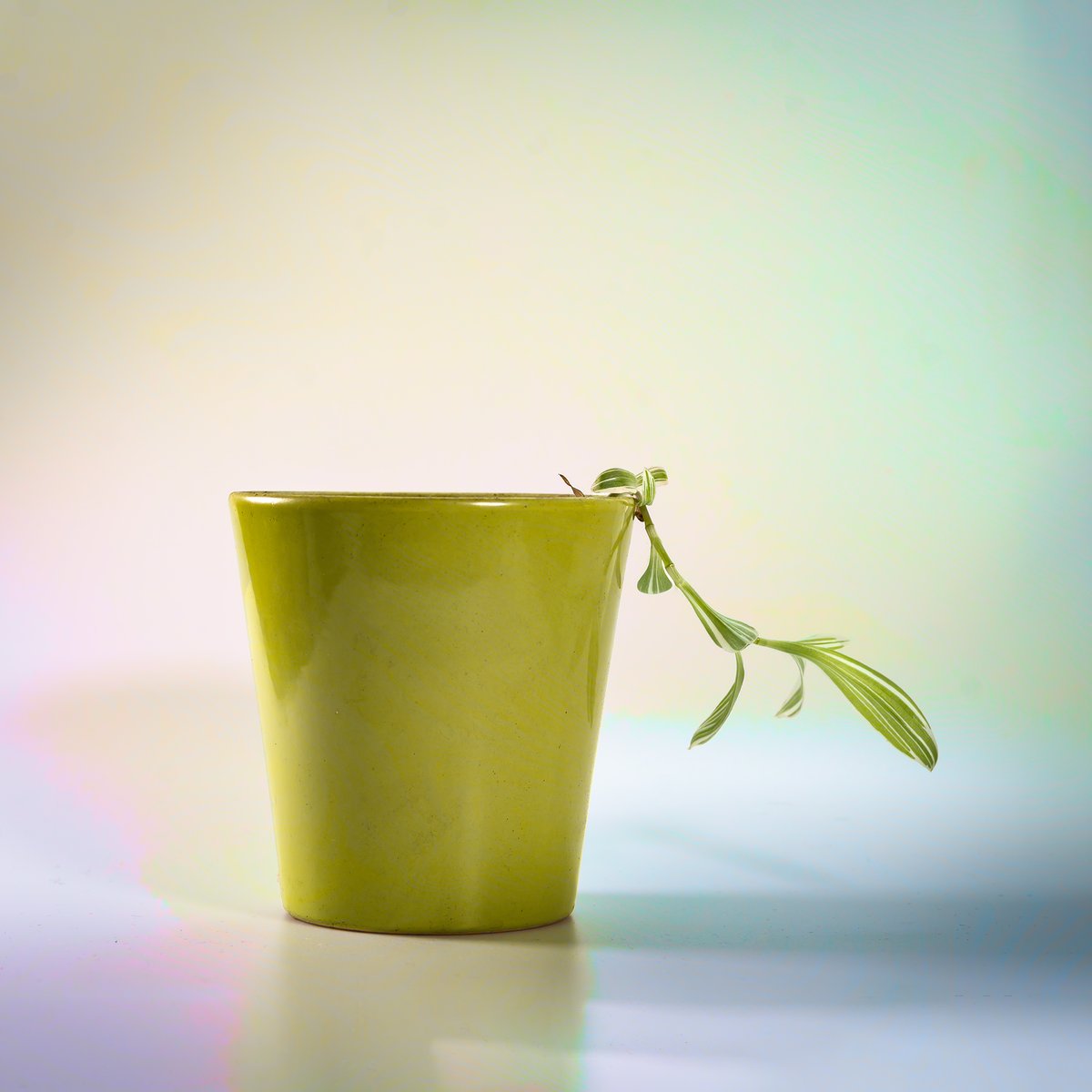 JohnMontDesign's tweet image. Green shoots and leaves.