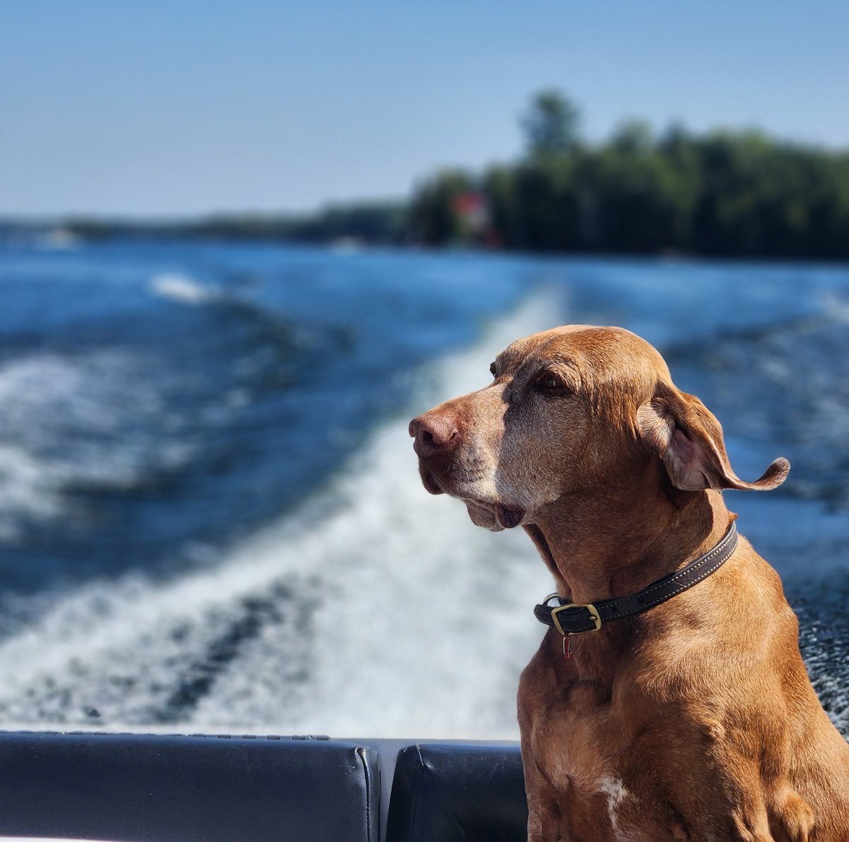 Another day, another boat ride! Beautiful long weekend weather here! And check out brudder Chester's #earart! (@TNflattop this one's for you!😂) #dogs #dogtwitter #dogsoftwitter #xdogs #boatlife #cottagelife