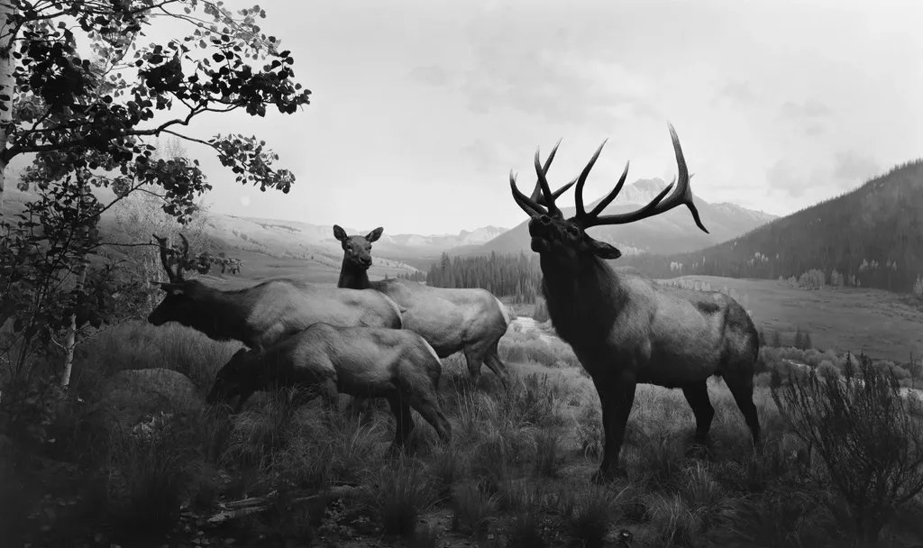 setantabooks's tweet photo. Hiroshi Sugimoto https://t.co/xQa2kRAvkz