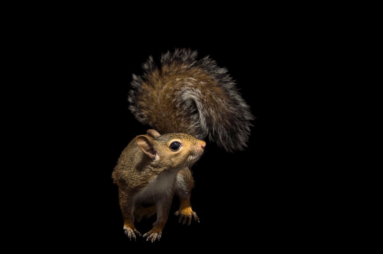 udie_ahead's tweet photo. @renoomokri @PeterObi Eastern grey squirrels are crafty: They'll go to great lengths to hide their stashed nuts by digging burrows to hide their nuts from predators,that's exactly Peter Obi hides his id about Pandora papers,next stores and Anambra funds transfer to Fidelity bank when Gov . https://t.co/az41cnYQ1l