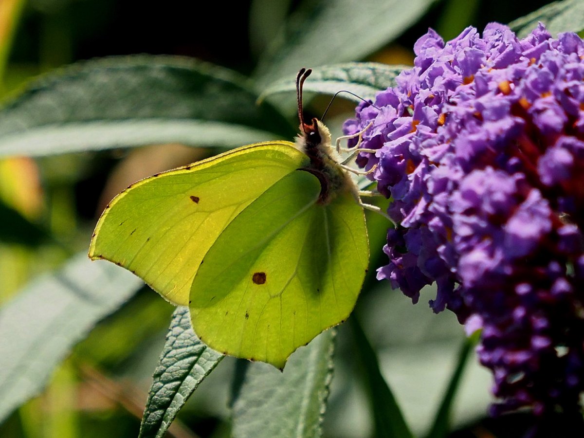 Holly Blue and Brimstone in the walled garden this week @BCSomerset @savebutterflies @UKBMSLive @OMSYSTEMcameras