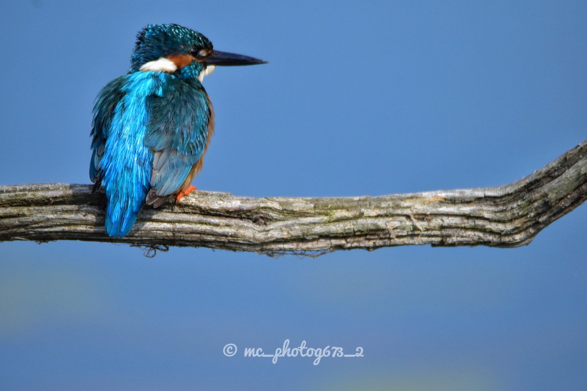 Back up to Kelham Bridge with Luke & Leon this afternoon and the male Kingfisher came out and displayed well for a few minutes for us.

#nikond5500 #nikonphotography #bbcspringwatch #bbcautumnwatch #naturephotography #beautifulnature #1natureshot #kingfisher #kelhambridge