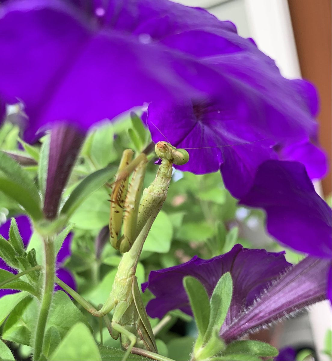 cindybryanedit's tweet photo. This lady has been helping with the petunias. She loves attention. https://t.co/JDsMtZ3k5r