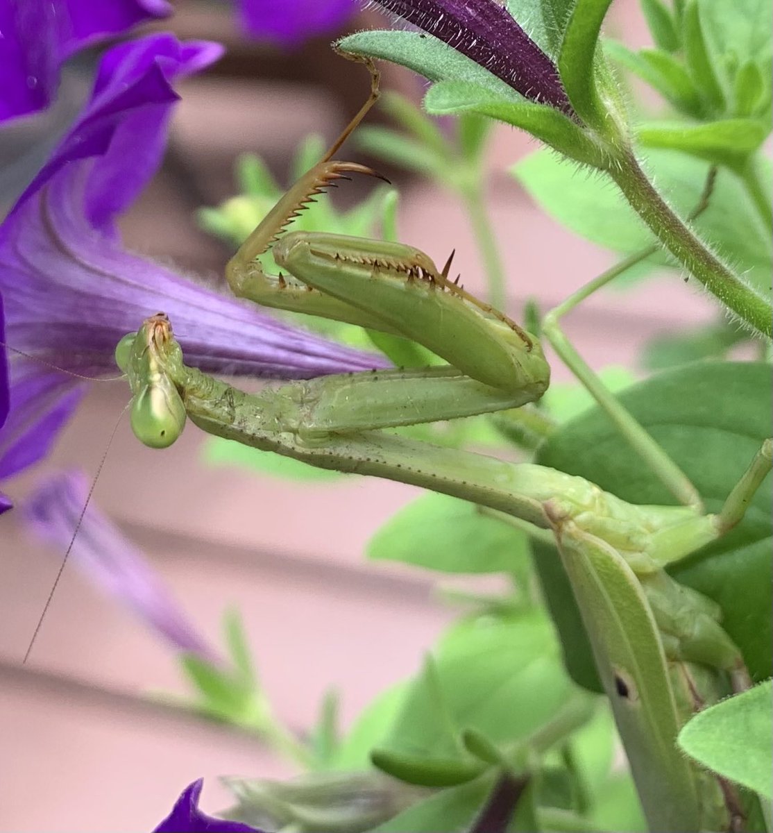 cindybryanedit's tweet photo. This lady has been helping with the petunias. She loves attention. https://t.co/JDsMtZ3k5r