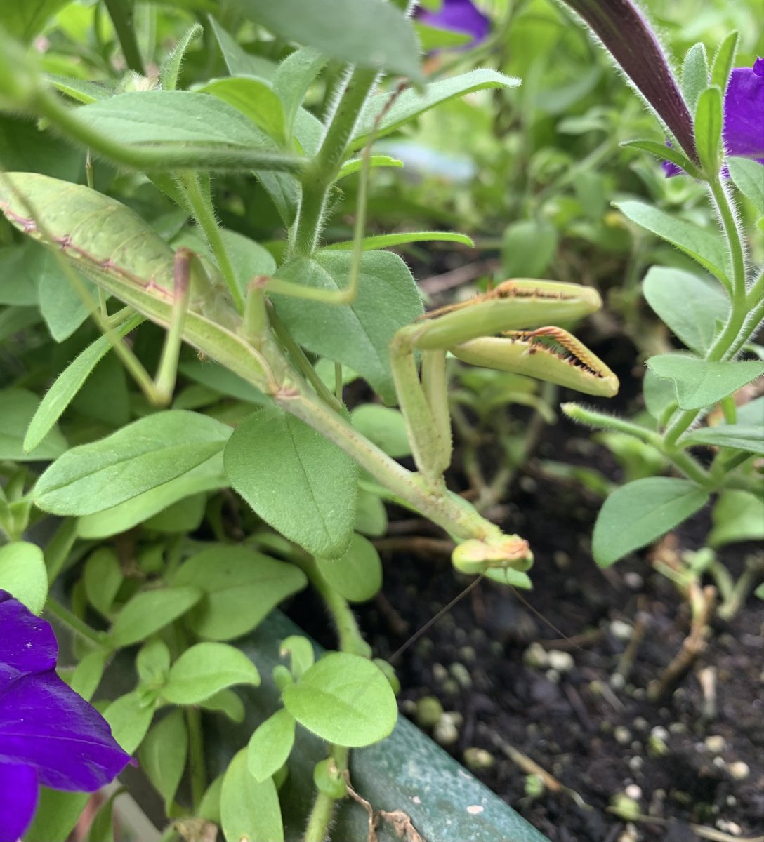 cindybryanedit's tweet photo. This lady has been helping with the petunias. She loves attention. https://t.co/JDsMtZ3k5r